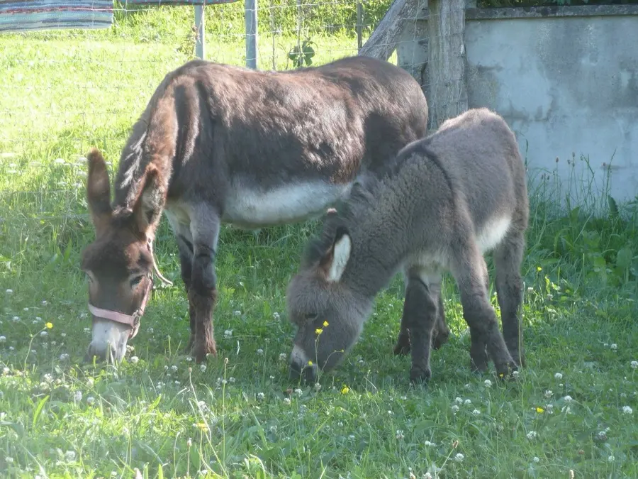 Eselin Bianca mit ihrem Sohn Nikolaus