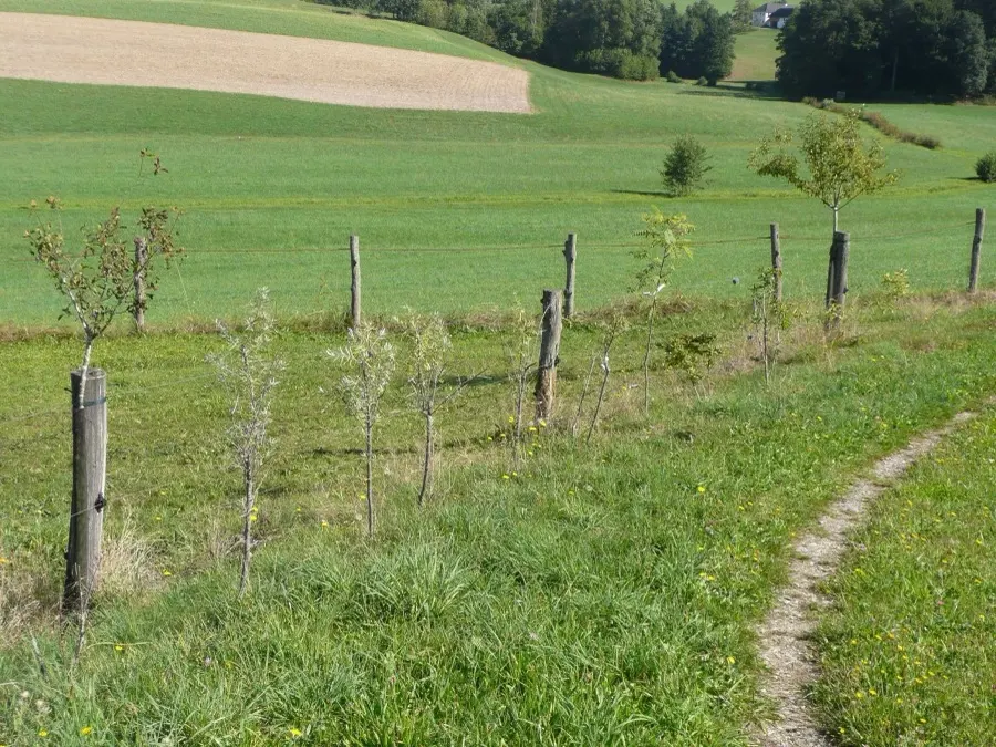 Junge Hecke am Feldweg