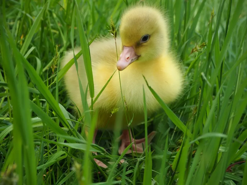 Gänseküken im hohen Gras
