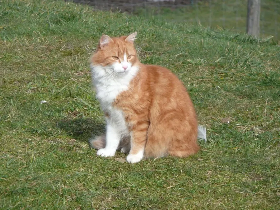 Kater Muki sitzt in der Wiese