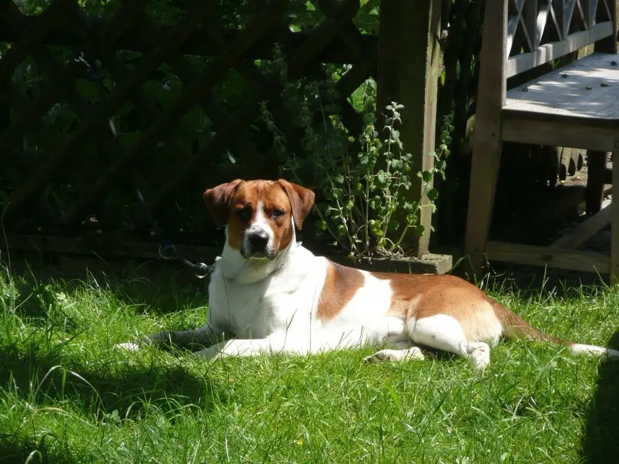 Hofhund Romeo liegt im Gras